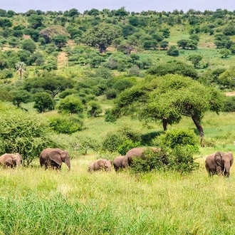 tourhub | Gracepatt Ecotours Kenya | 3 Days Tarangire National park Wildlife Safari  