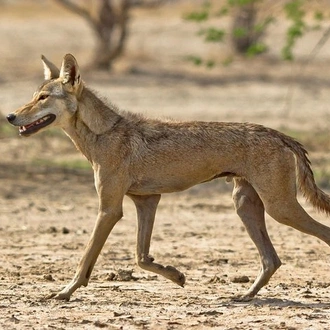 tourhub | Agora Voyages | Blackbuck Safari from Vadodara 