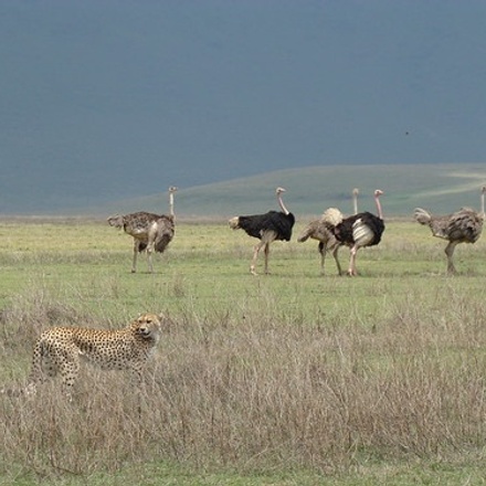 5 days Tanzania sharing safari