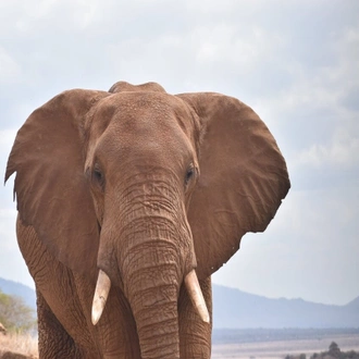 tourhub | Arrow Adventures Kenya | 8 Days Elephant Trails Safari 