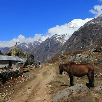 tourhub | Sherpa Expedition & Trekking | Gosainkunda Lake & Helambu Trek 