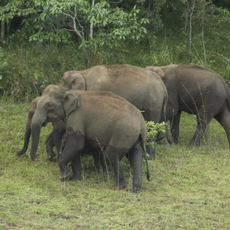 tourhub | Agora Voyages | Kerala Tea Estate, Backwater & Kovalam Beach Tour 