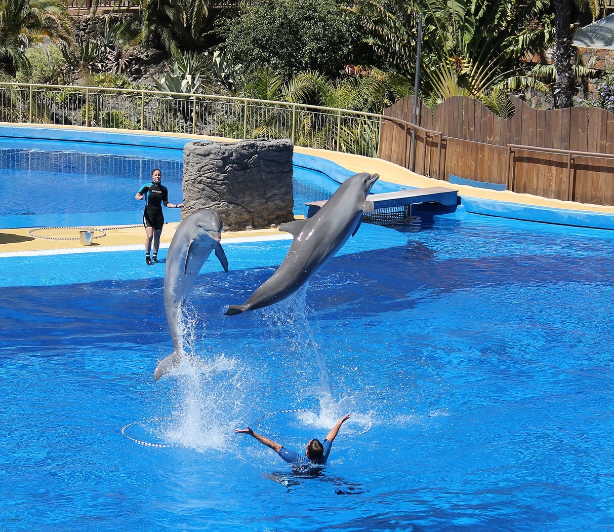 Swim with the Dolphins at Acapulco with Pick up - Accommodations in Acapulco