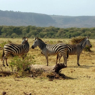 tourhub | Across Africa Tours Travel | 3 Days 2 Nights adventure in Tarangire National Park, Ngorongoro and Lake Manyara (Comfort plus) 