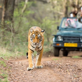 tourhub | GeTS Holidays | GOLDEN TRIANGLE WITH TIGER SAFARI AT RANTHAMBORE 