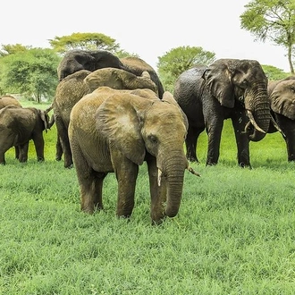 tourhub | Gracepatt Ecotours Kenya | Private 9 Day Safari: Kenya & Tanzania 