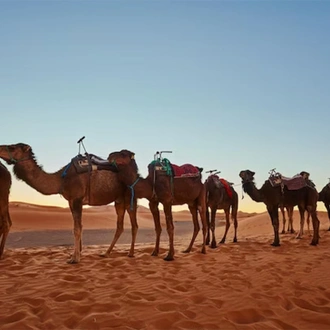 tourhub | Morocco Cultural Trips | Desert tour from Casablanca to Marrakech 