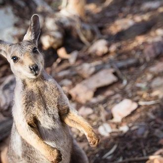 tourhub | G Adventures | Australia and New Zealand: Surfing & National Parks 