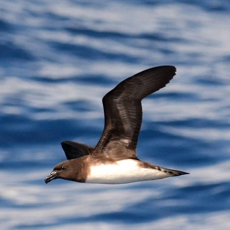 tourhub | Heritage Expeditions | Seabirds & Cetaceans of Australasia 