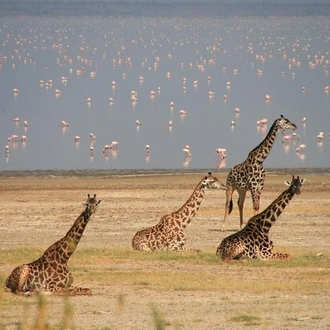 tourhub | Gracepatt Ecotours Kenya | 5 Days Aberdares Lake Nakuru & Masai Mara Wildlife Safari 