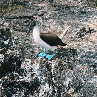 tourhub | Rebecca Adventure Travel | 4-Day Galapagos Experience: Los Tuneles, Bay Tour + extra night 