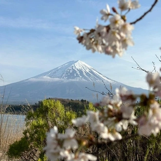 tourhub | Tweet World Travel | Japan Cherry Blossom Tour: Cherry Blossom Viewing In Japan 