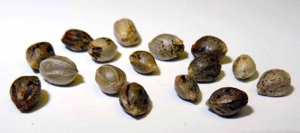 Shape of the Marijuana Seeds