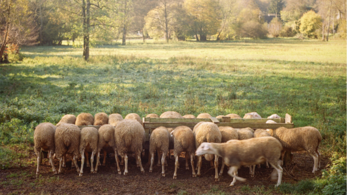 Training representation : Maîtriser la pression parasitaire sur son troupeau ovin 