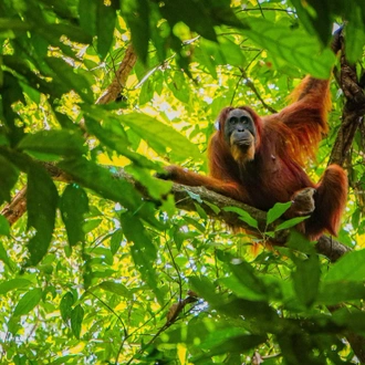 tourhub | Intrepid Travel | Sumatra Adventure 