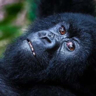 tourhub | Birchill Expeditions | Gorillas and Chimpanzee Tracking Adventure 