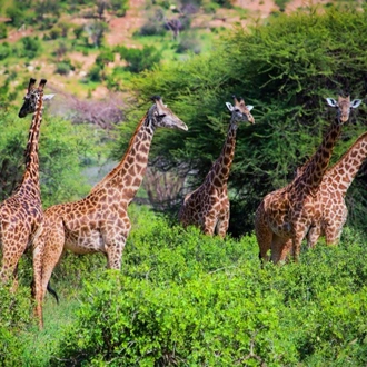 tourhub | ARP Travel Group | Safari to the Shimba Hills, Short Break (On Request) 