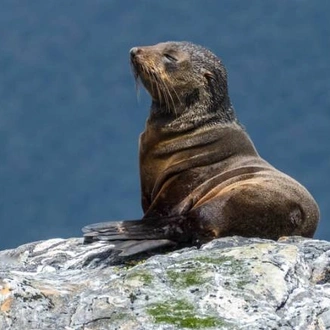 tourhub | World Expeditions | Unseen Stewart Island 