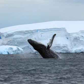 tourhub | Exodus Adventure Travels | Antarctic Explorer 