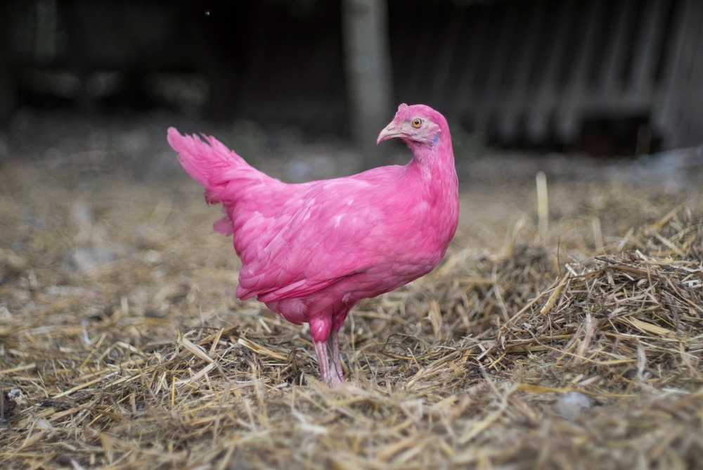 LEO FIDJELAND & LINNEA VÅGLUND – PINK CHICKEN PROJECT
I Pink Chicken Project föreslår vi att genetiskt färga alla världens kycklingar rosa med en ny bioteknik kallad ”CRISPR Gene Drive”. Denna aktion, någonstans mellan utopi och dystopi, skulle ändra mänsklighetens geologiska spår – och färga det rosa! (Porträttfoto: Sara Kollberg)

Juryns motivering
Skickligt genomförd, spekulativ design som gör jobbet. Får oss att lyfta blicken, ändra perspektiv och fantisera om andra framtider i ett ofattbart långt tidsperspektiv. Vill vi verkligen sluta som rosa sediment? Pink Chicken ser döden i vitögat, men med ett smajl.