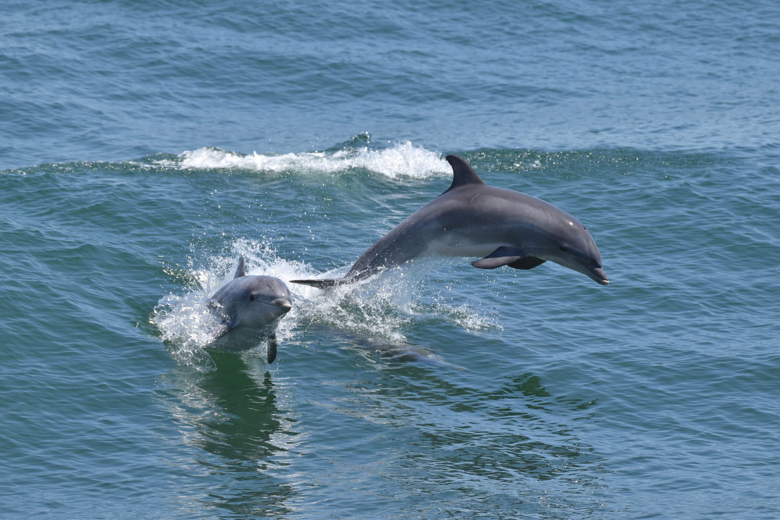 2hr - Dolphin & Bird Watch