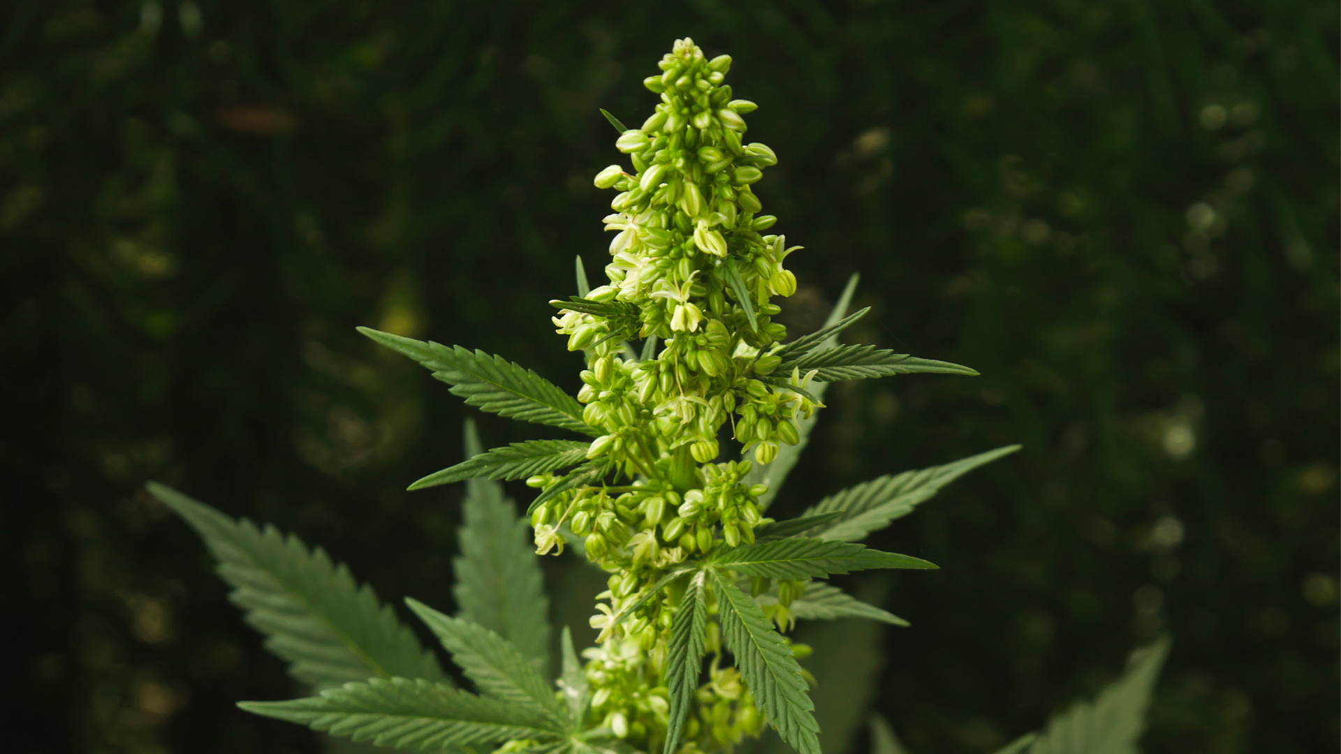 What Does a Male Cannabis Plant Look Like?