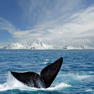 tourhub | Intrepid Travel | Best of Antarctica: Whale Journey (Ocean Endeavour)  