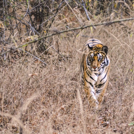 Khajuraho with Tiger Trails