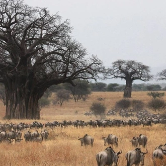 tourhub | Tanzania Wildlife Adventures | Wildebeest Calving Season 