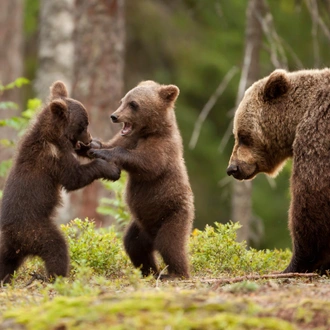 tourhub | Nordic Unique Travels | Overnight Bear Safari - Kuusamo & Oulanka rapids - Small Group Tour  