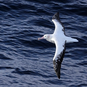 tourhub | Heritage Expeditions | Seabirds & Cetaceans of Australasia 