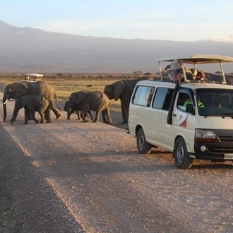 tourhub | Gracepatt Ecotours Kenya | 14-Day Volunteer Orphanage Masai Mara And Lake Nakuru Safari from Nairobi 