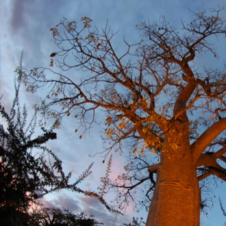 tourhub | G Adventures | Delta & Falls Eastbound: Baobab Trees & River Views 