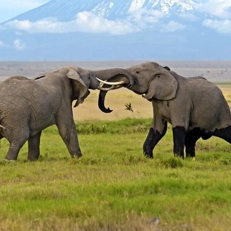 tourhub | Gracepatt Ecotours Kenya | 13 Days Kenya Wildlife Safari Trail on 4xx4 Land Cruiser Jeep 