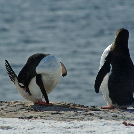 Gentoo penguin, Trinity Island