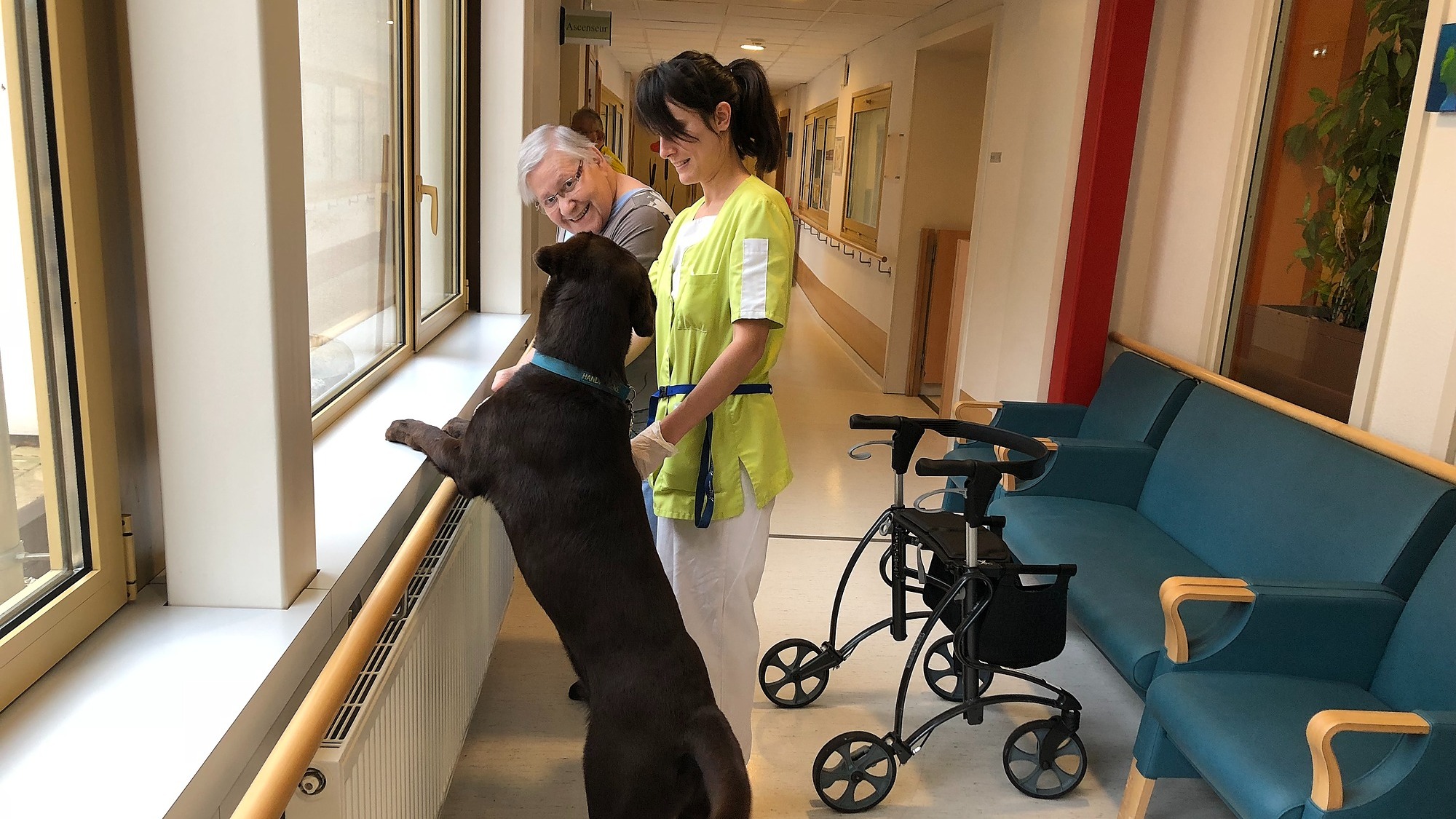 Représentation de la formation : Médiation animale canine : intervention et pratique auprès de publics fragiles 