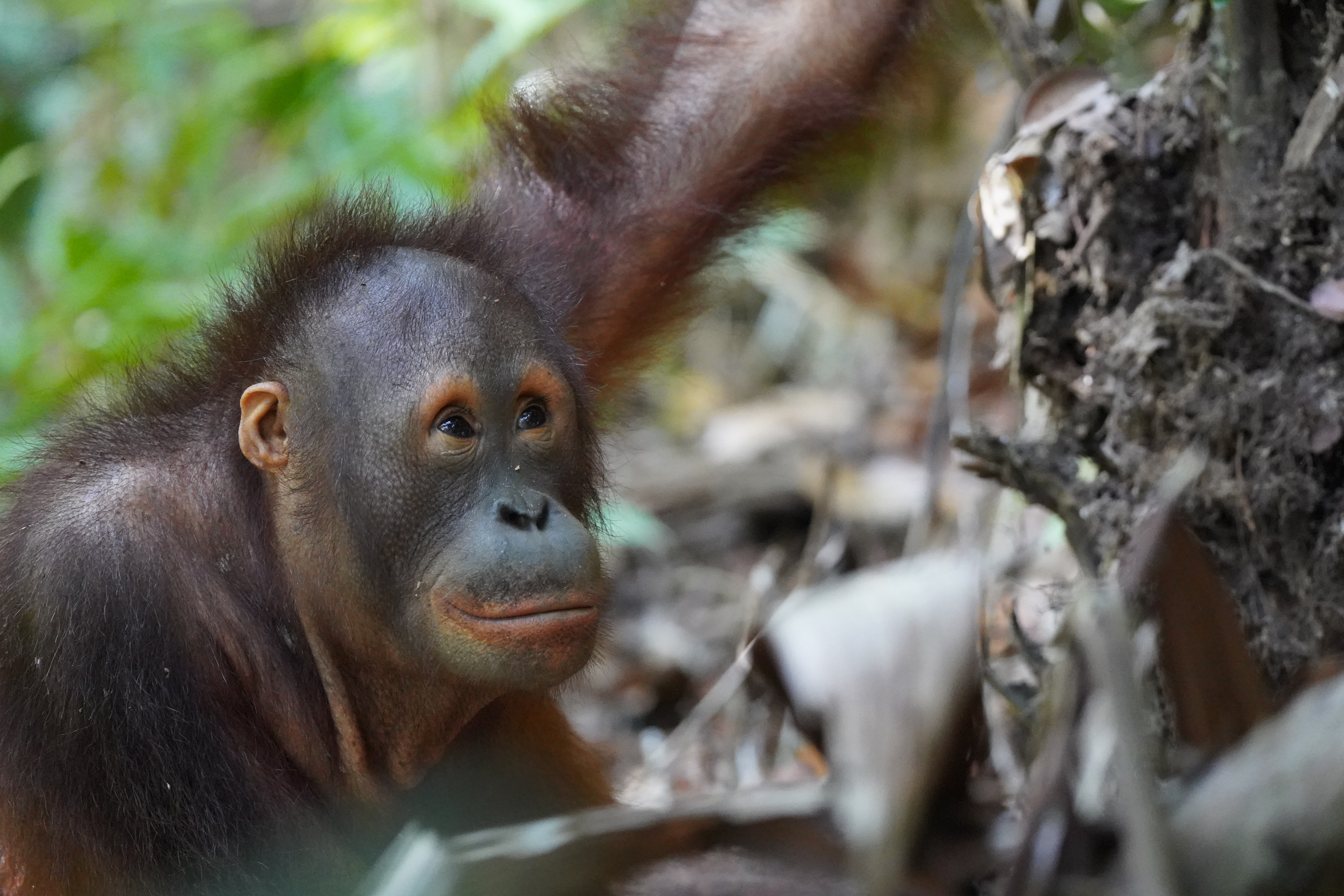 Adopteer orang-oetan Tegar van VIER VOETERS