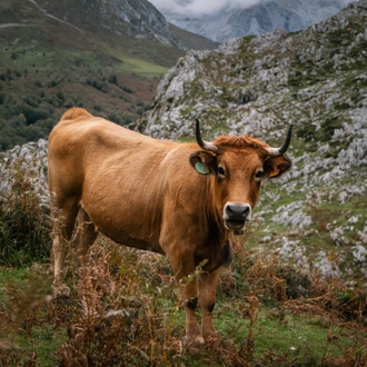 tourhub | Exodus Adventure Travels | Walking the Picos de Europa 