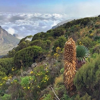 tourhub | Alaitol Safari | 8 Day Kilimanjaro Climb - Machame route 