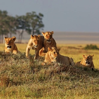 tourhub | Globus | Kenya Private Safari with Amboseli National Park 