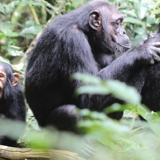 3-Days Chimpanzees Tracking & Semuliki Adventure - Budget Safari