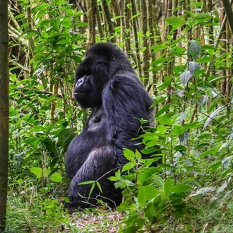 tourhub | Birchill Expeditions | Gorillas and Chimpanzee Tracking Adventure 