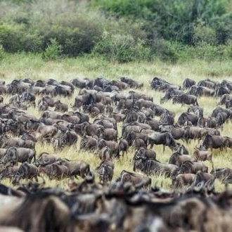 tourhub | Widerange African Safaris | 5 Days Popular Tanzania Serengeti migration Safari Tour in Southern Ndutu 