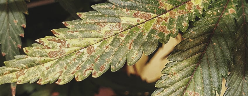 How To Prevent Rust Fungus Infection