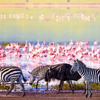 tourhub | Bamba Travel | Ngorongoro & Lake Manyara Safari 3D/2N 