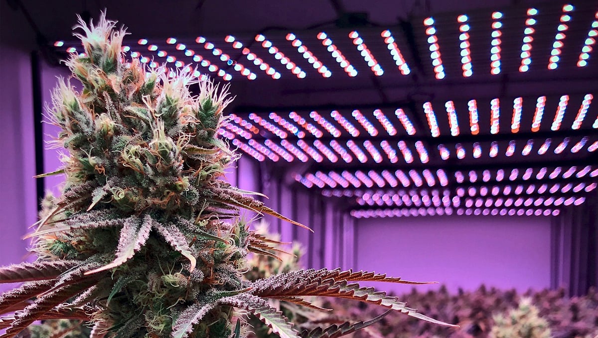 Led Lights on Cannabis Strains