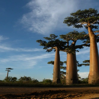 tourhub | Indus Travels | 1000 Views of Madagascar 