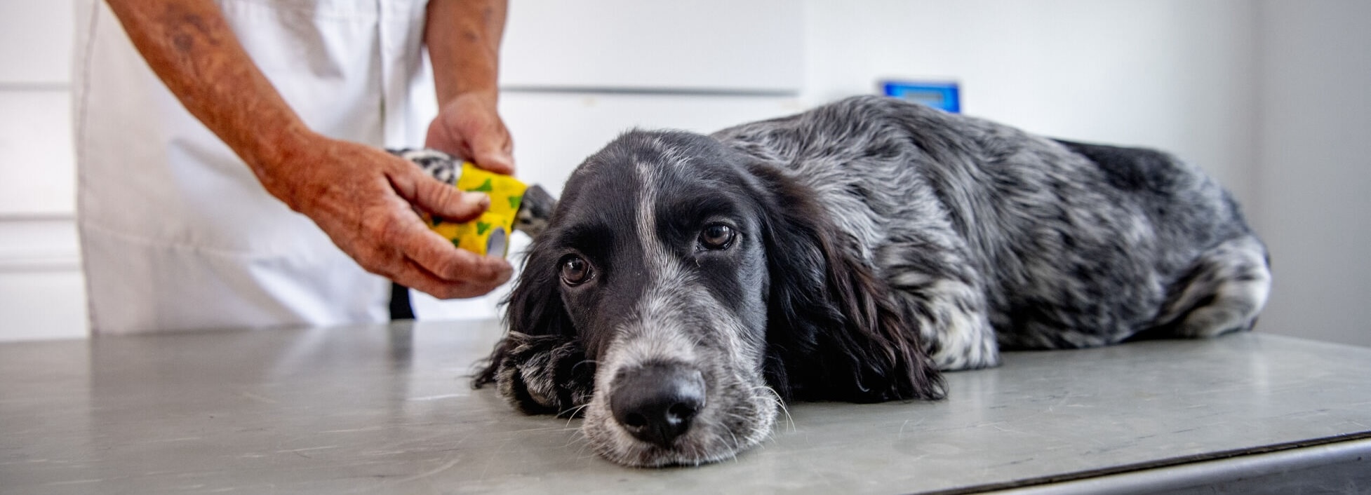 Hond wordt verzorgd door dierenarts