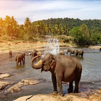 tourhub | Indus Travels | Picturesque Solo Sri Lanka Tour 