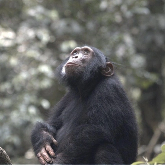 tourhub | ARP Travel Group | Gorillas Through the Mist - Gorilla Mountain View Lodge (On Request) 